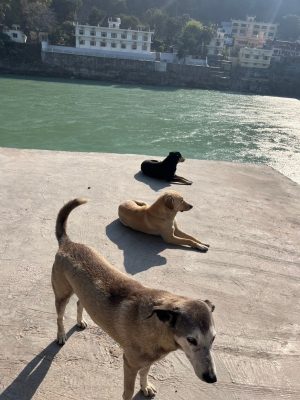 ガンジス川の犬1