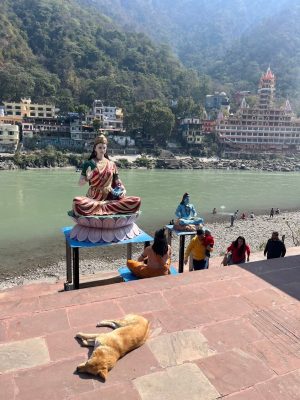 ガンジス川の犬2