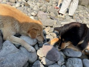 ガンジス川の犬5